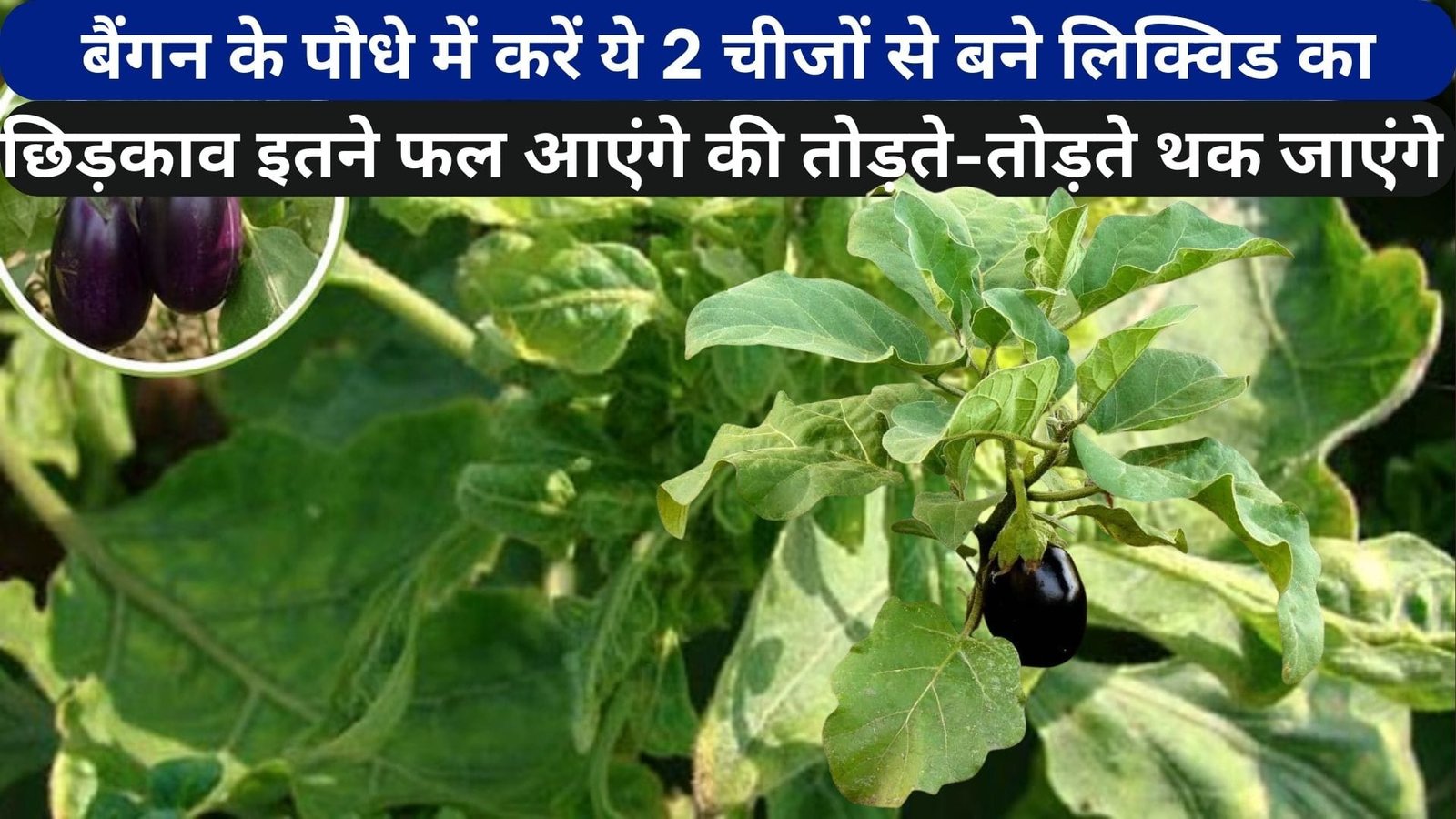 बैंगन के पौधे में करें ये 2 चीजों से बने लिक्विड का छिड़काव, इतने फल आएंगे की तोड़ते-तोड़ते थक जाएंगे और बाजार से खरीदना भूल जाएंगे