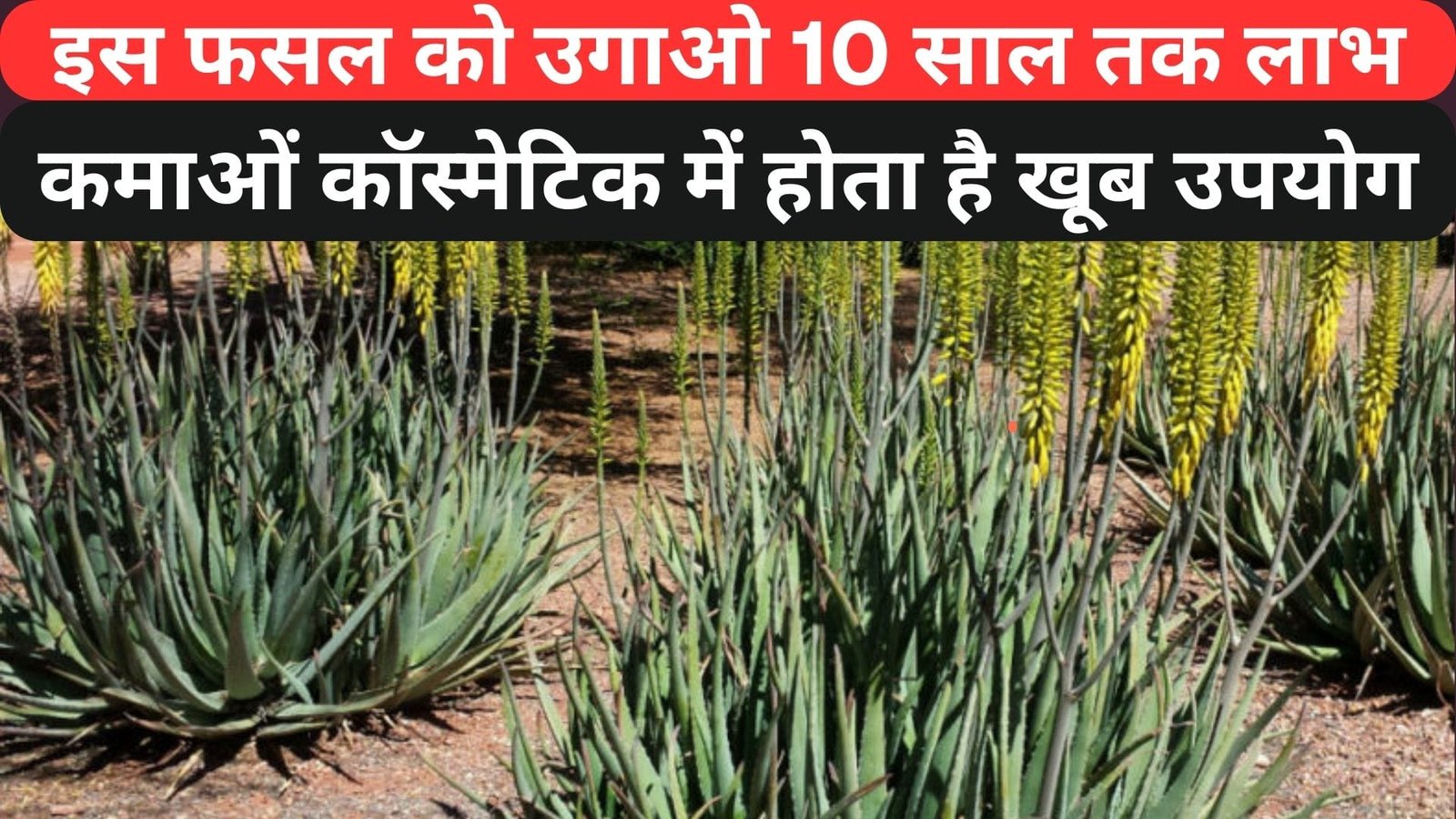 इस फसल को उगाओ 10 साल तक लाभ कमाओं, मार्केट में बहुत डिमांड कॉस्मेटिक में खूब है खूब उपयोग लागत भी कम, जानिए नाम
