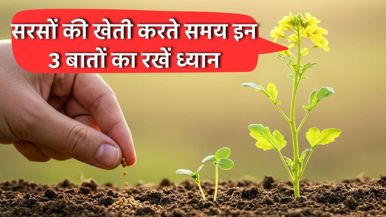 सरसों की खेती का समय