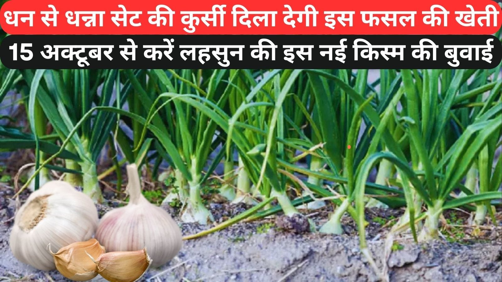 धन से धन्ना सेट की कुर्सी दिला देगी इस फसल की खेती, 15 अक्टूबर से करें लहसुन की इस नई किस्म की बुवाई, जाने कैसे