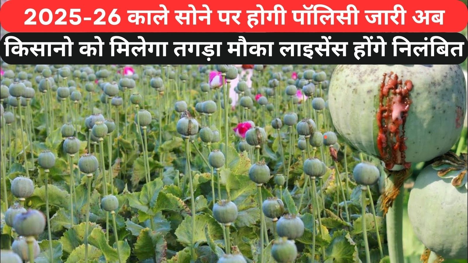 2025-26 काले सोने पर होगी पॉलिसी जारी, अब किसानो को मिलेगा तगड़ा मौका, लाइसेंस होंगे निलंबित, दिखिए पूरी डिटेल..