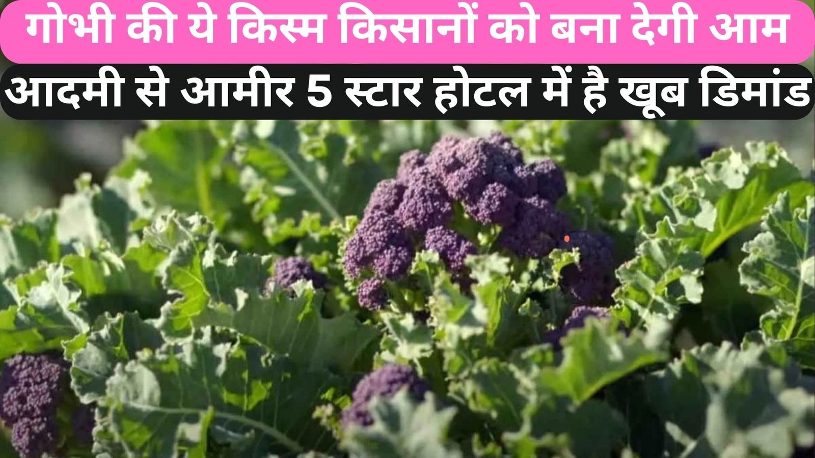 गोभी की ये किस्म किसानों को बना देगी आम आदमी से आमीर, 5 स्टार होटल से लेकर रेस्टोरेंट में भी है खूब डिमांड, जाने नाम