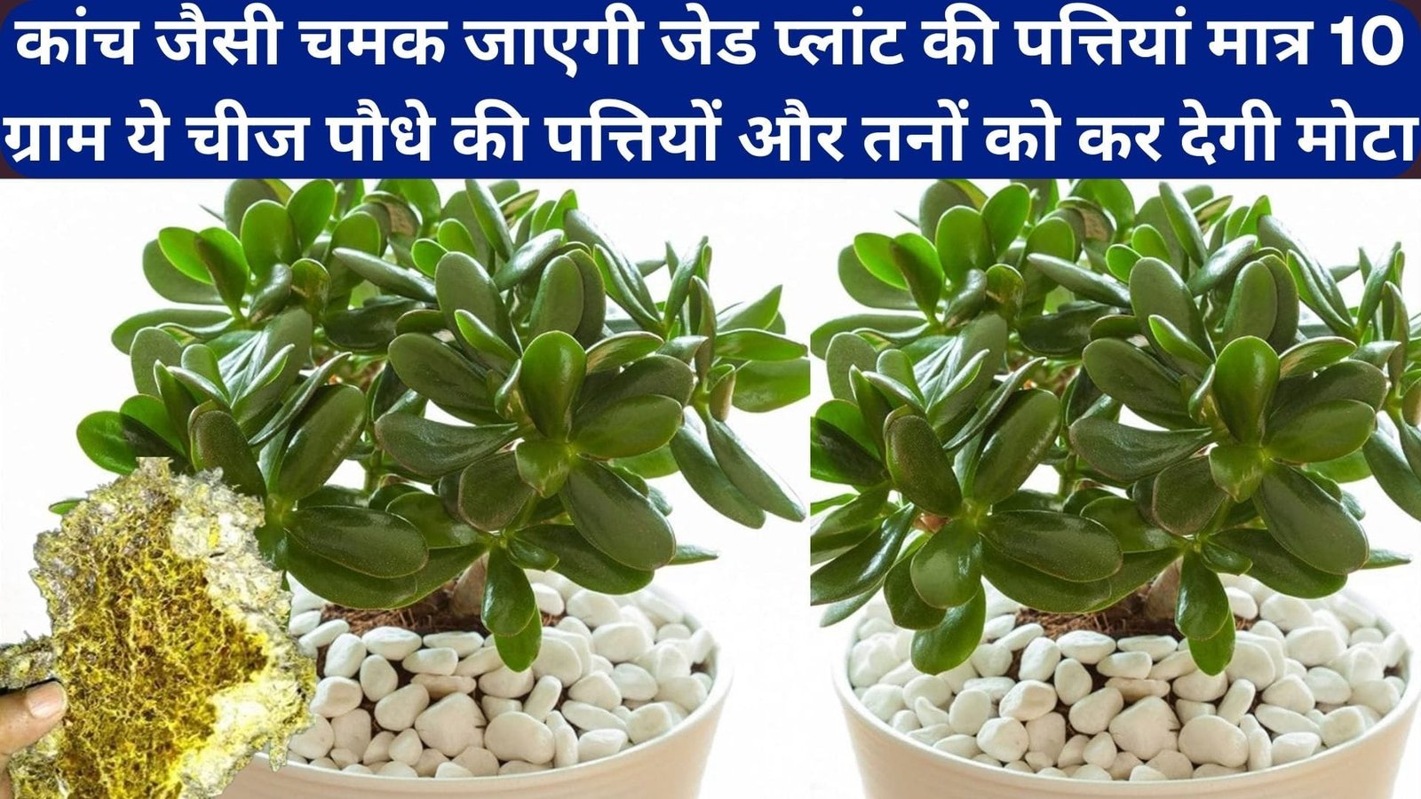 कांच जैसी चमक जाएगी जेड प्लांट की पत्तियां, मात्र 10 ग्राम ये चीज पौधे की पत्तियों और तनों को कर देगी मोटा, जानिए घना बनाने का राज