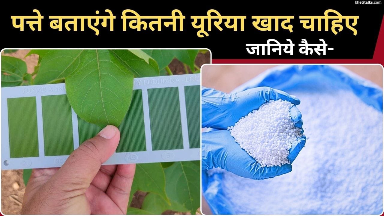 लीफ कलर चार्ट को इस्तेमाल