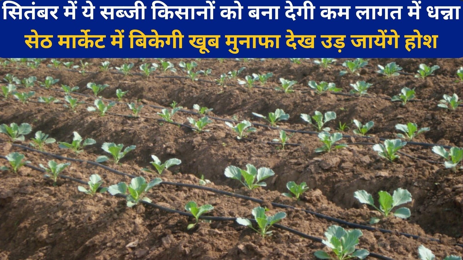 सितंबर में ये सब्जी किसानों को बना देगी कम लागत में धन्ना सेठ, मार्केट में बिकेगी खूब मुनाफा देख उड़ जायेंगे होश, जाने खेती का तरीका