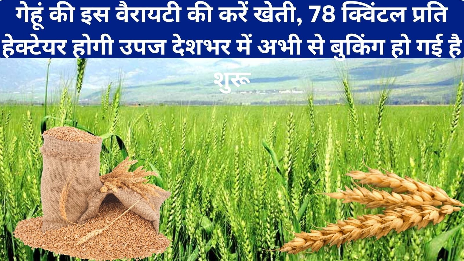 गेहूं की इस वैरायटी की करें खेती, 78 क्विंटल प्रति हेक्टेयर होगी उपज देशभर में अभी से बुकिंग हो गई है शुरू, जाने क्या है खास बात