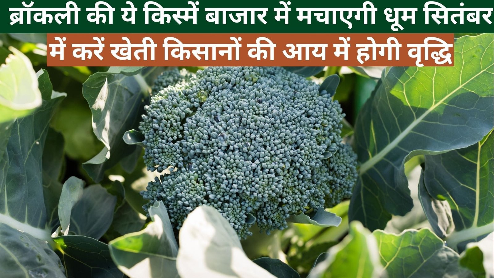 ब्रॉकली की ये किस्में बाजार में मचाएगी धूम, सितंबर में करें खेती किसानों की आय में होगी वृद्धि, जाने कौन सी किस्में है