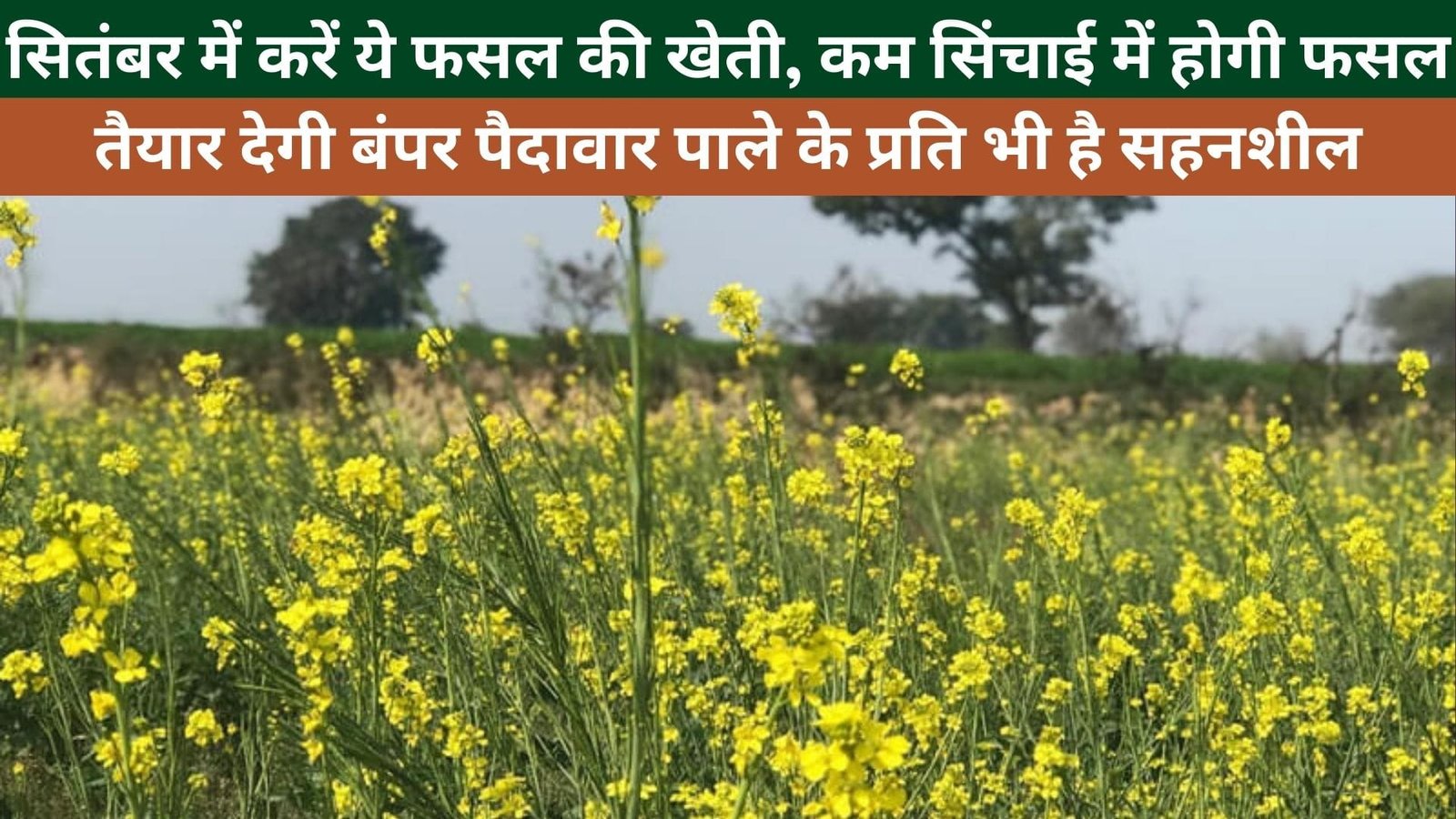 सितंबर में करें ये फसल की खेती, कम सिंचाई में होगी फसल तैयार देगी बंपर पैदावार पाले के प्रति भी है सहनशील, जाने नाम