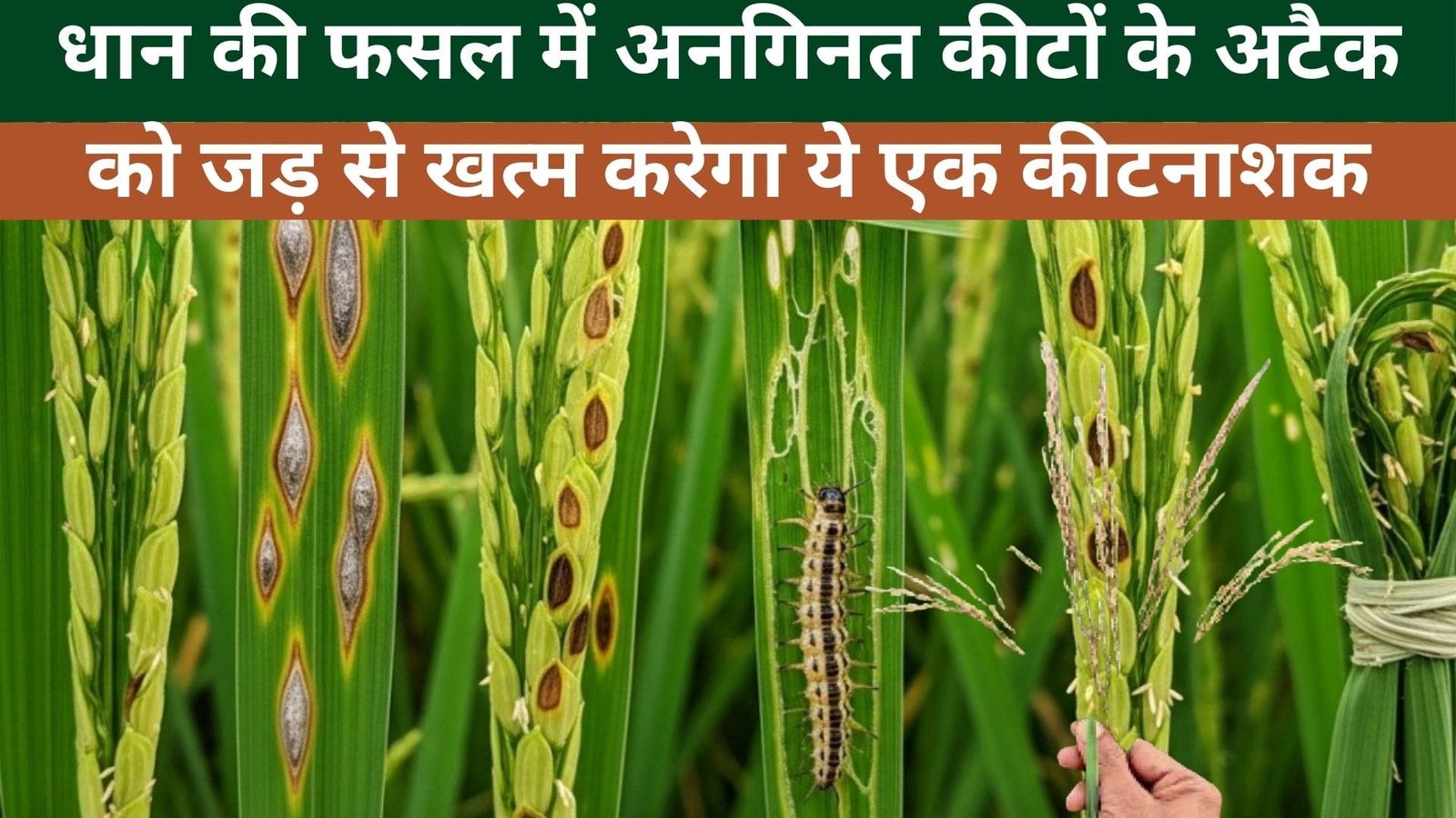 धान की फसल में अनगिनत कीटों के अटैक को जड़ से खत्म करेगा ये एक कीटनाशक, फसल के लिए बनेगा रक्षा कवच, जाने नाम