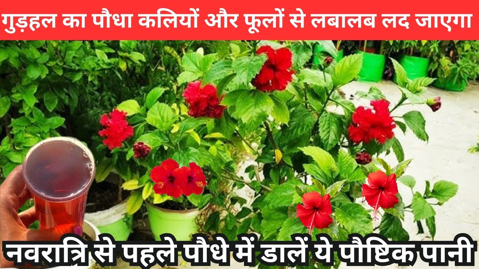 गुड़हल का पौधा कलियों और फूलों से लबालब लद जाएगा, नवरात्रि से पहले पौधे में डालें ये पौष्टिक पानी फूलों के आगे पत्तियां भी नहीं दिखेंगी, जाने नाम