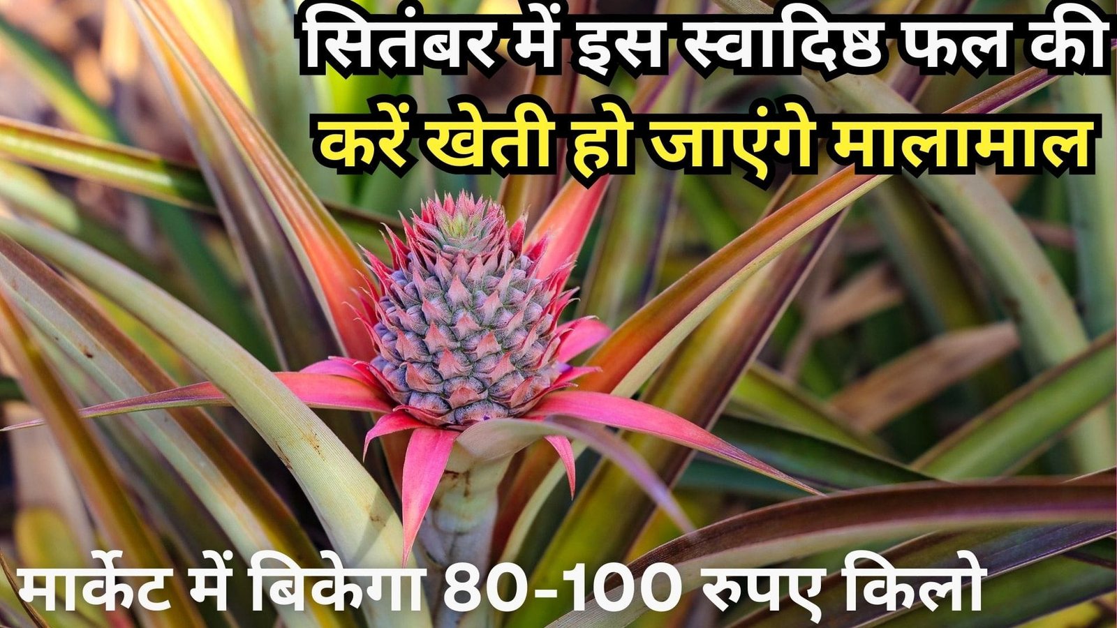 सितंबर में इस स्वादिष्ठ फल की करें खेती, 1 एकड़ में खेती से हो जाएंगे मालामाल मार्केट में बिकेगा 80-100 रुपए किलो, जाने सही किस्म