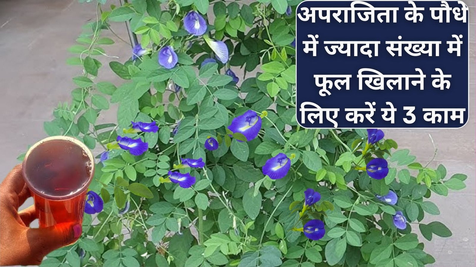 अपराजिता के पौधे में ज्यादा संख्या में फूल खिलाने के लिए करें ये 3 काम, अनगिनत फूल देखकर पड़ोसी भी हो जायेंगे हैरान, जाने नाम