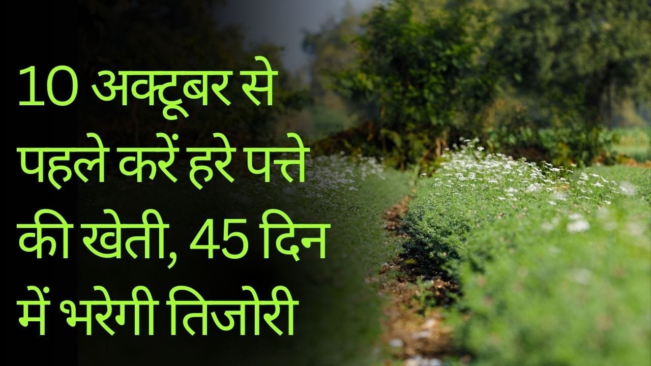 धनिया की खेती