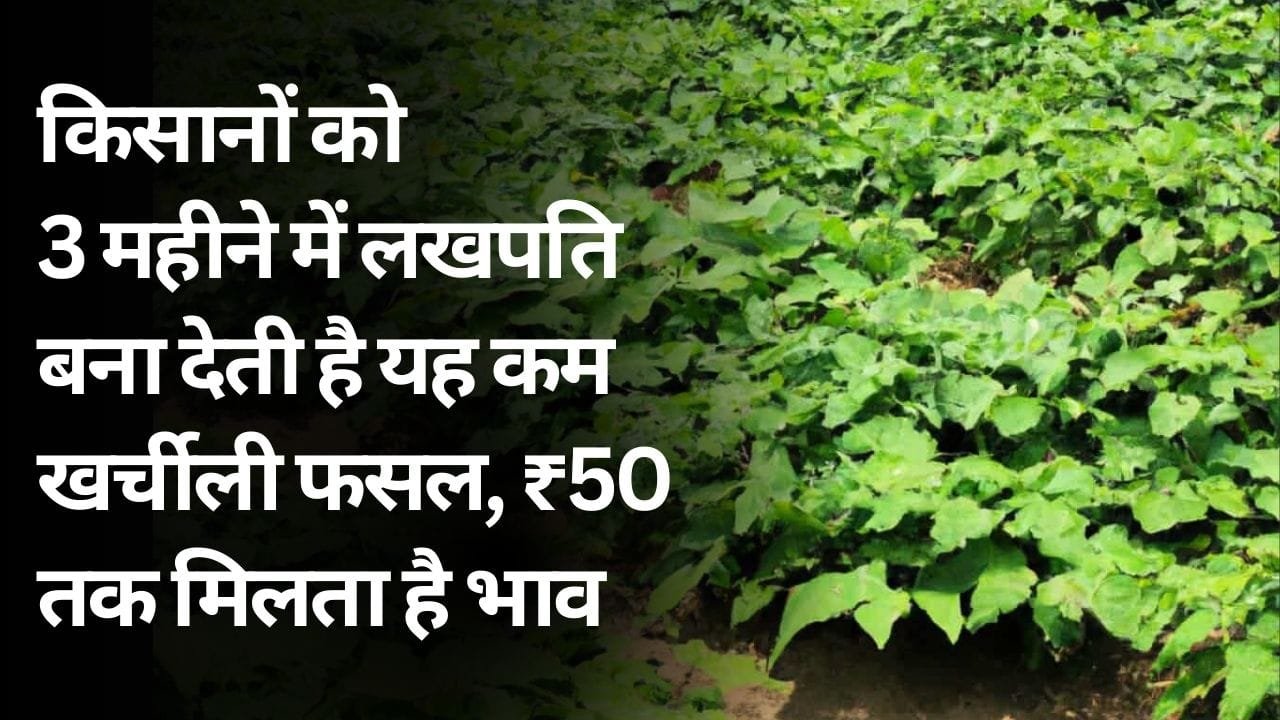 शकरकंद की खेती