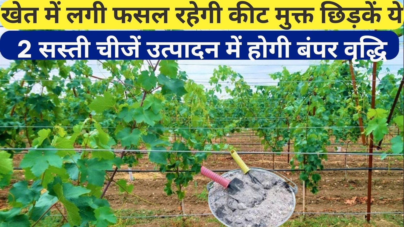Agriculture tips: खेत में लगी फसल रहेगी कीट मुक्त छिड़कें ये 2 सस्ती चीजें उत्पादन में होगी बंपर वृद्धि, जाने नाम