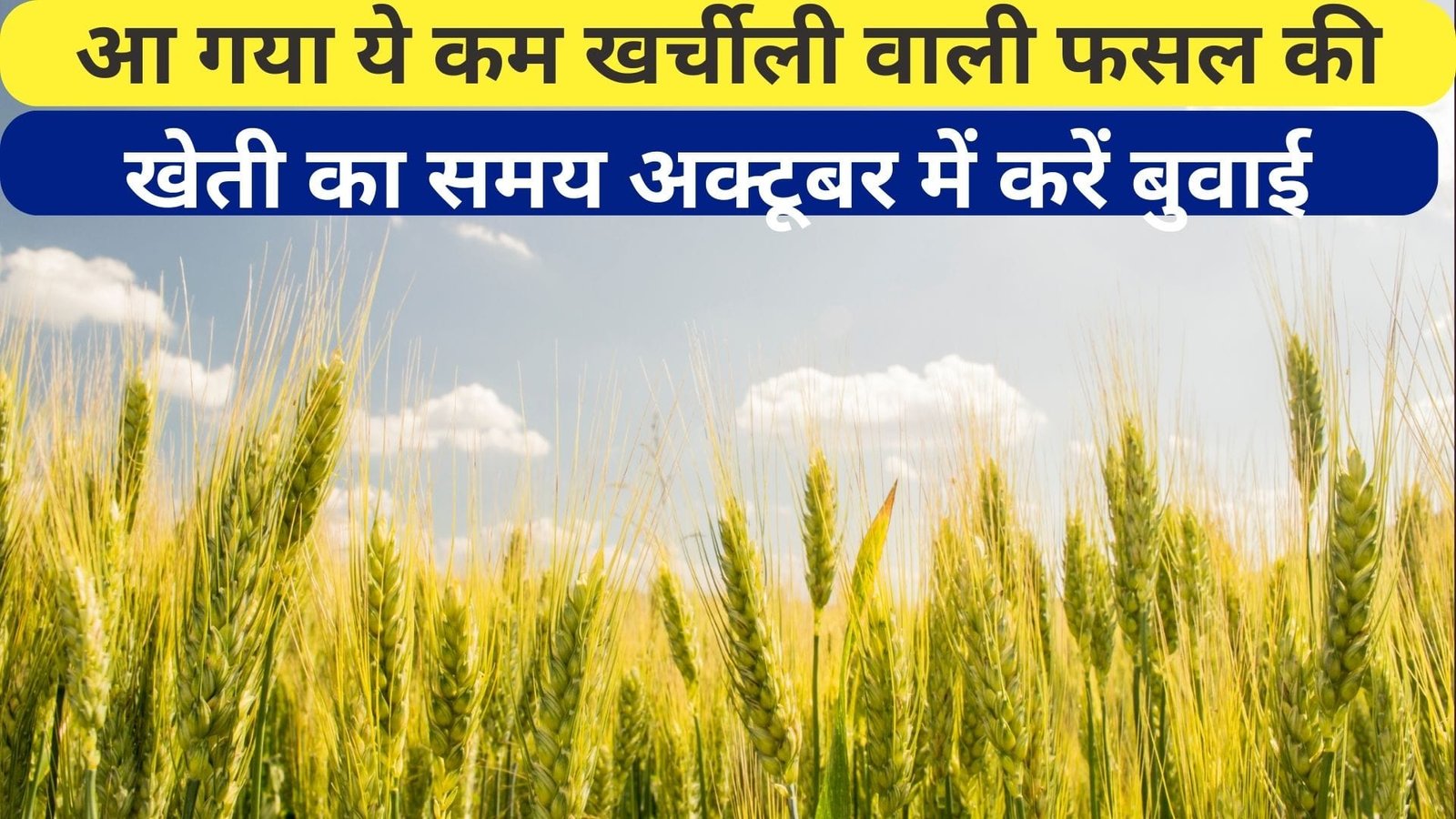 आ गया ये कम खर्चीली वाली फसल की खेती का समय, अक्टूबर में करें बुवाई दोगुनी होगी कमाई चारे की समस्या भी होगी खत्म