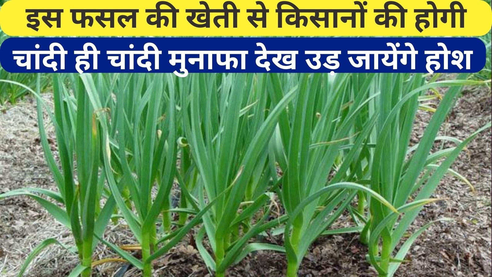 इस फसल की खेती से किसानों की होगी चांदी ही चांदी, मुनाफा देख उड़ जायेंगे होश मार्केट में बिकेगी सालभर, जाने नाम