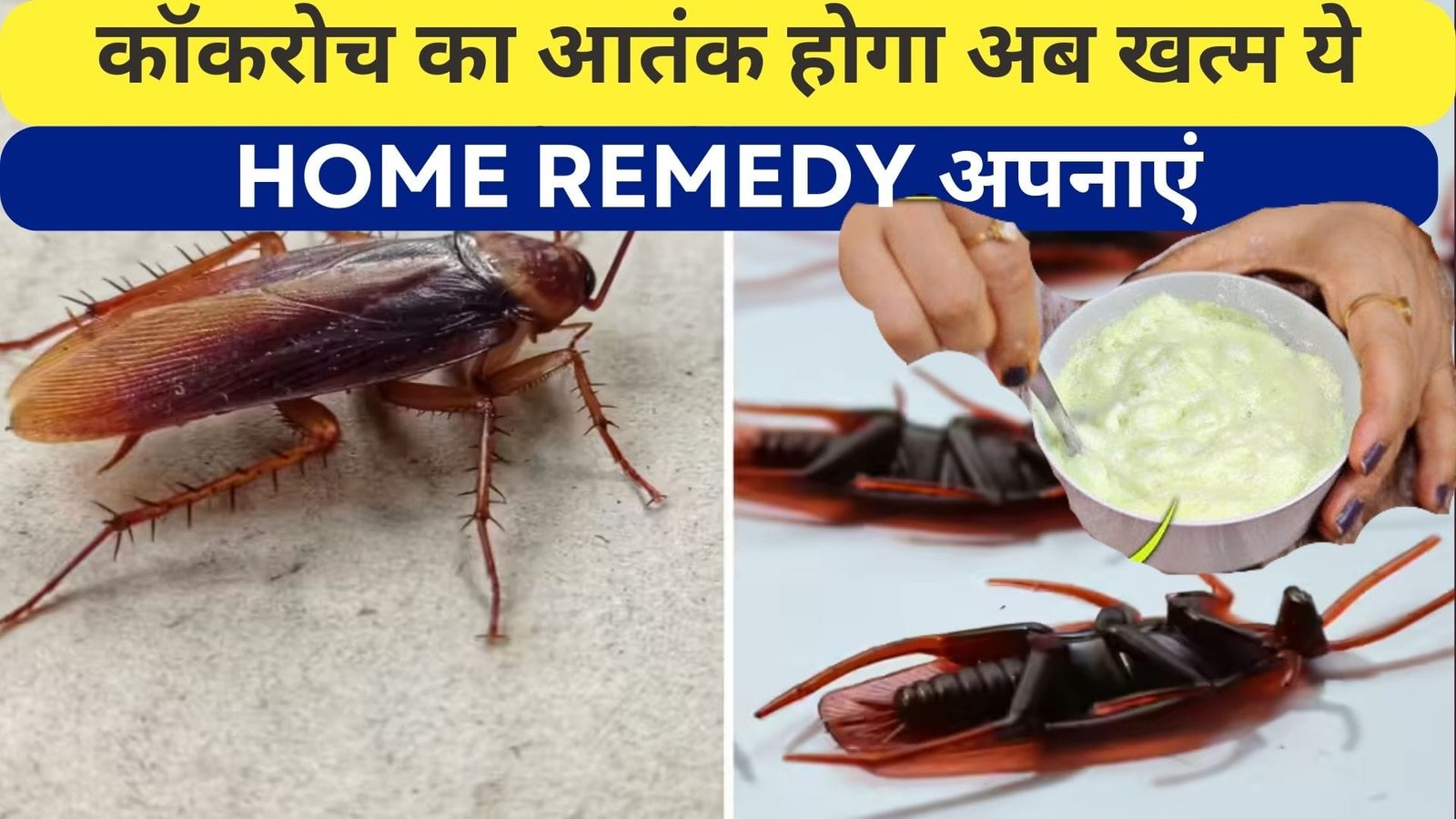 कॉकरोच का आतंक होगा अब खत्म, ये HOME REMEDY अपनाएं चुटकियों में कॉकरोच को हमेशा के लिए भगाएं, जाने तरीका