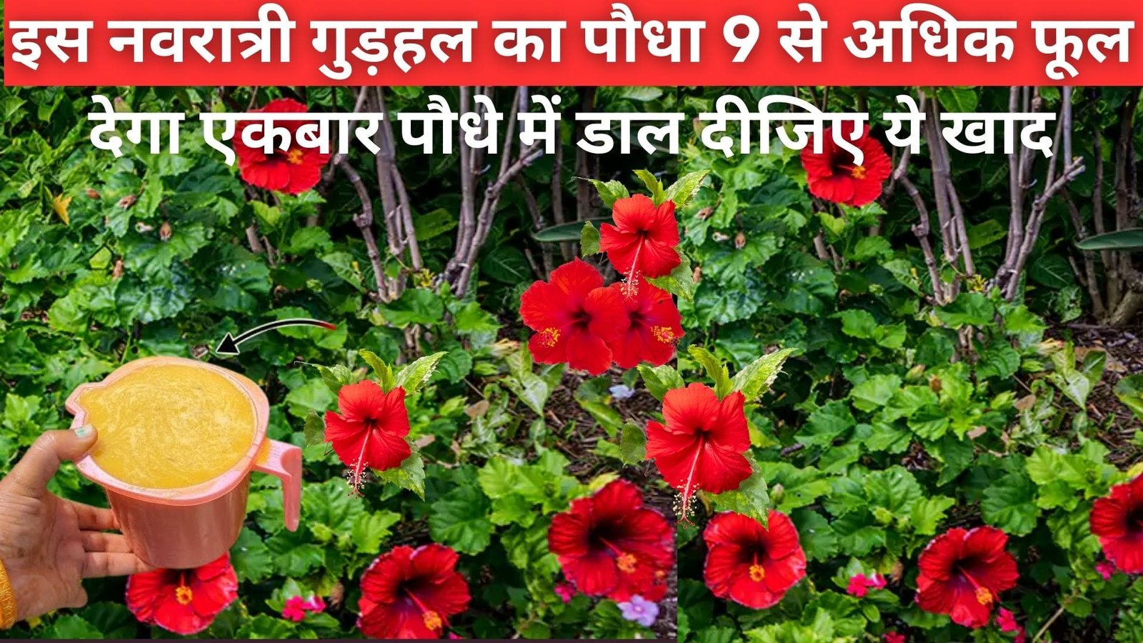 इस नवरात्री गुड़हल का पौधा 9-10 से अधिक फूल देगा, फूलों की नहीं होगी कमी एकबार पौधे में डाल दीजिए ये खाद, जाने नाम