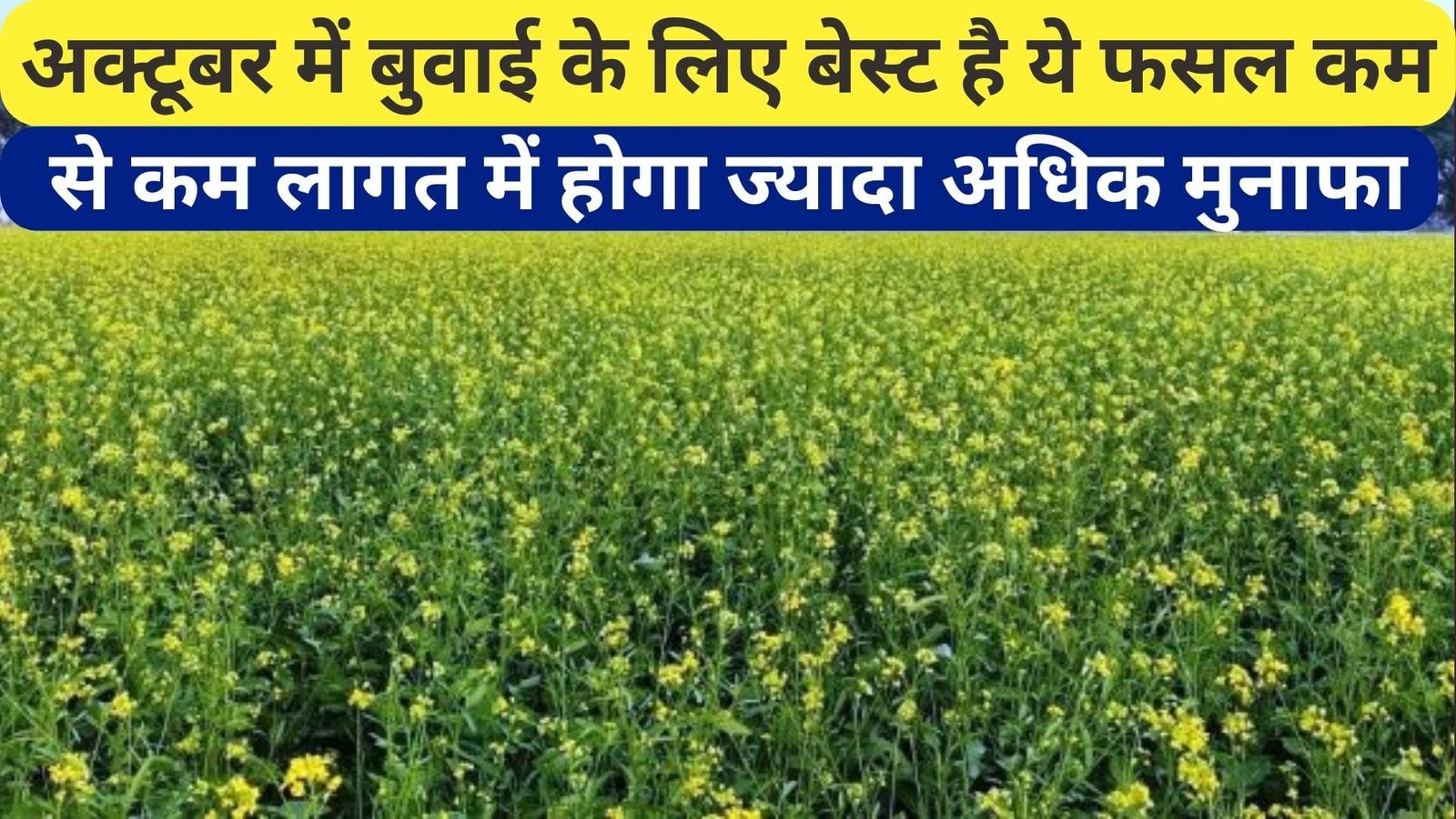 अक्टूबर में बुवाई के लिए बेस्ट है ये फसल, कम से कम लागत में होगा ज्यादा अधिक मुनाफा किसानों की हो जाएगी मौज, जाने नाम