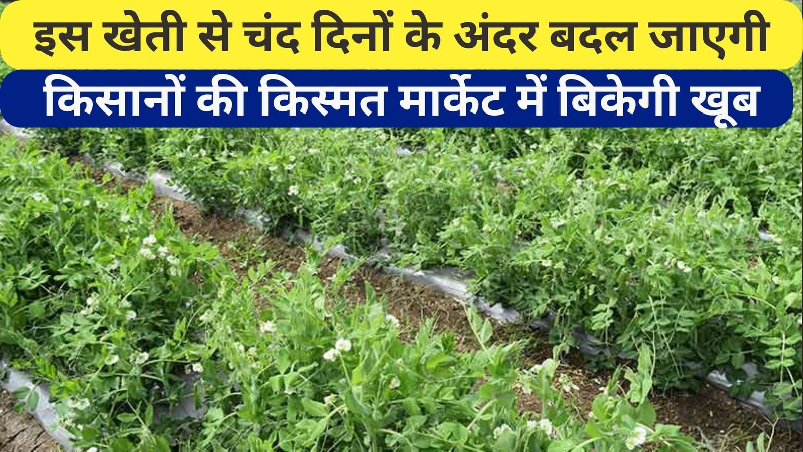 इस खेती से चंद दिनों के अंदर बदल जाएगी किसानों की किस्मत, मार्केट में बिकेगी खूब डिमांड देखकर उड़ जाएंगे होश, जाने नाम