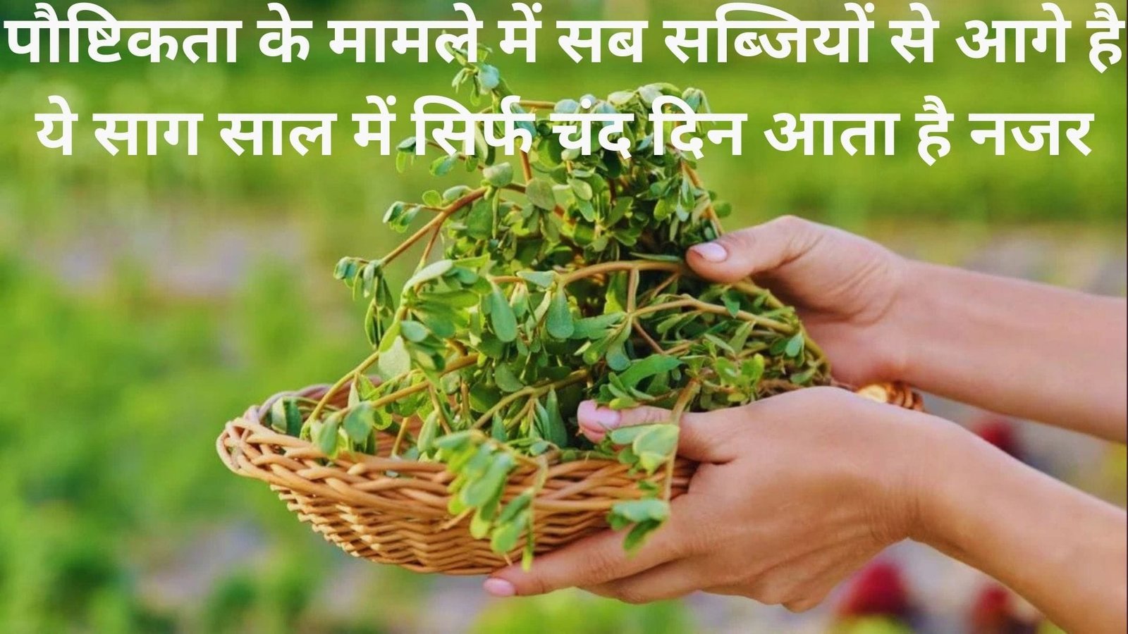 पौष्टिकता के मामले में सब सब्जियों से आगे है ये साग, साल में सिर्फ चंद दिन आता है नजर मार्केट देखते ही टूट पड़ते है लोग, जाने नाम