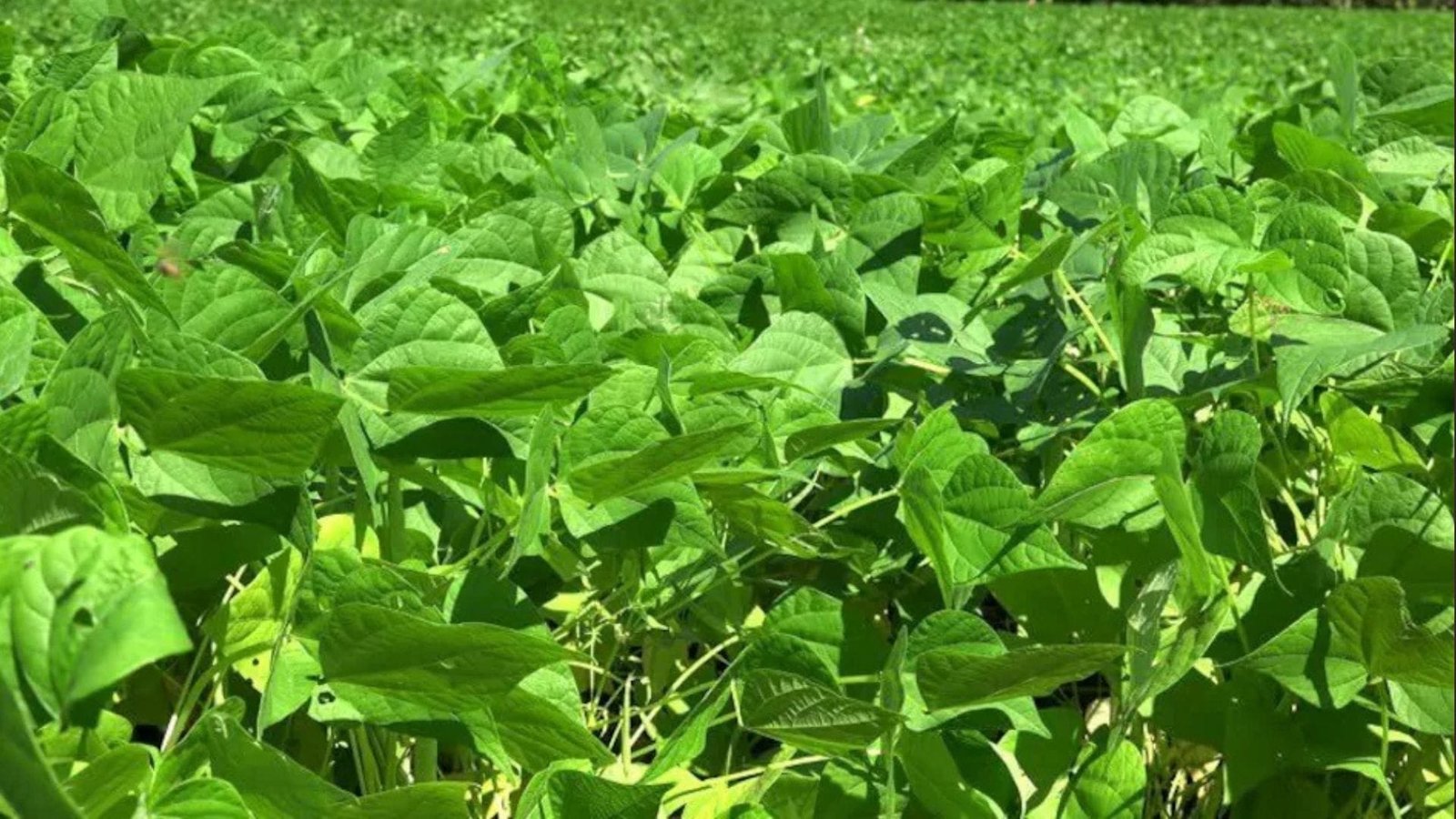 काले सोने के नाम से महशूर ये फसल की करें खेती, बाढ़ ग्रसित क्षेत्रों में भी देगी बंपर ऊपज बिकती है 10 हजार रुपए प्रति क्विंटल 