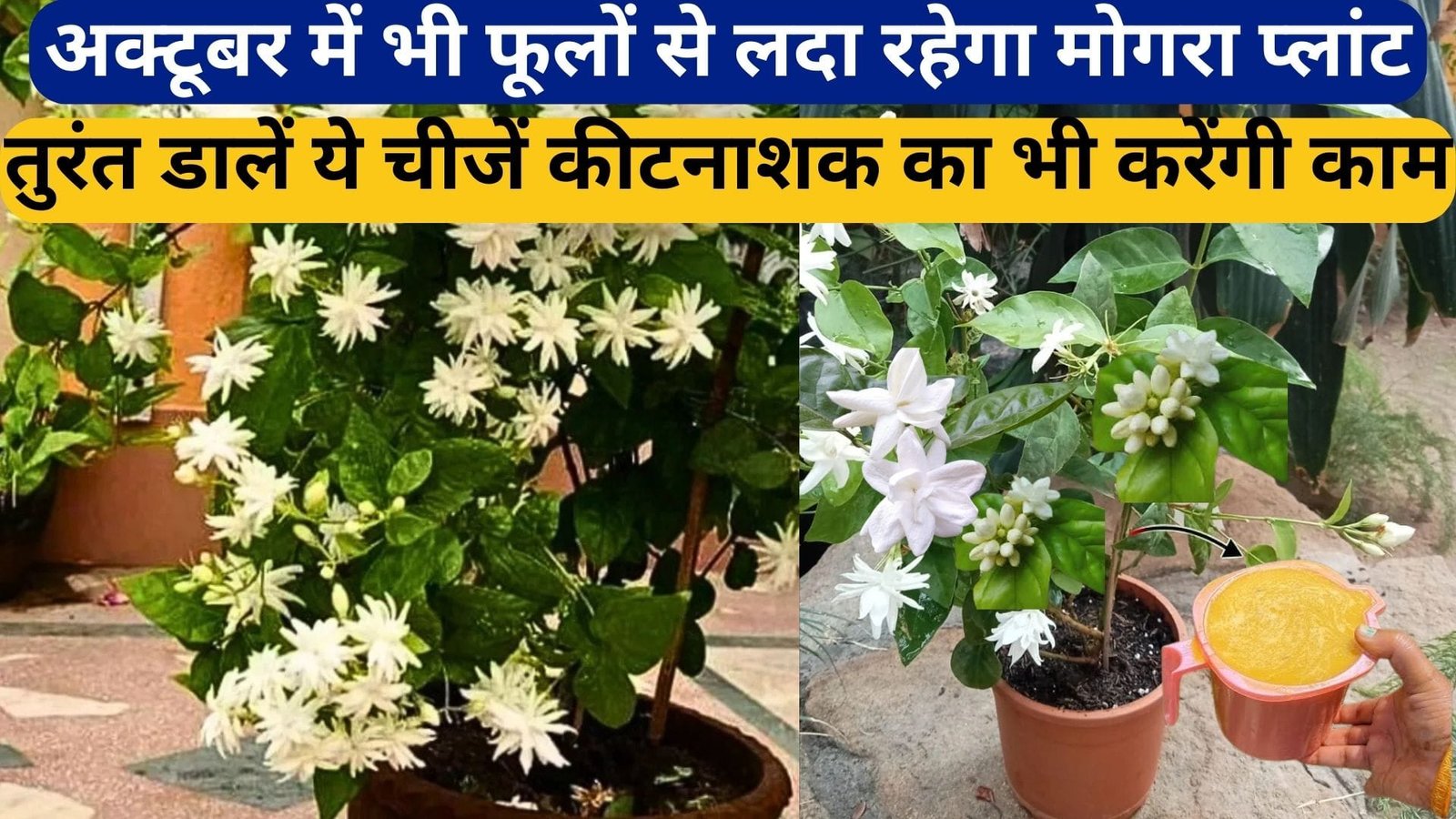 अक्टूबर में भी फूलों से लदा रहेगा मोगरा प्लांट, तुरंत डालें किचन में मिलने वाली ये चीजें कीटनाशक का भी करेंगी काम, जाने नाम