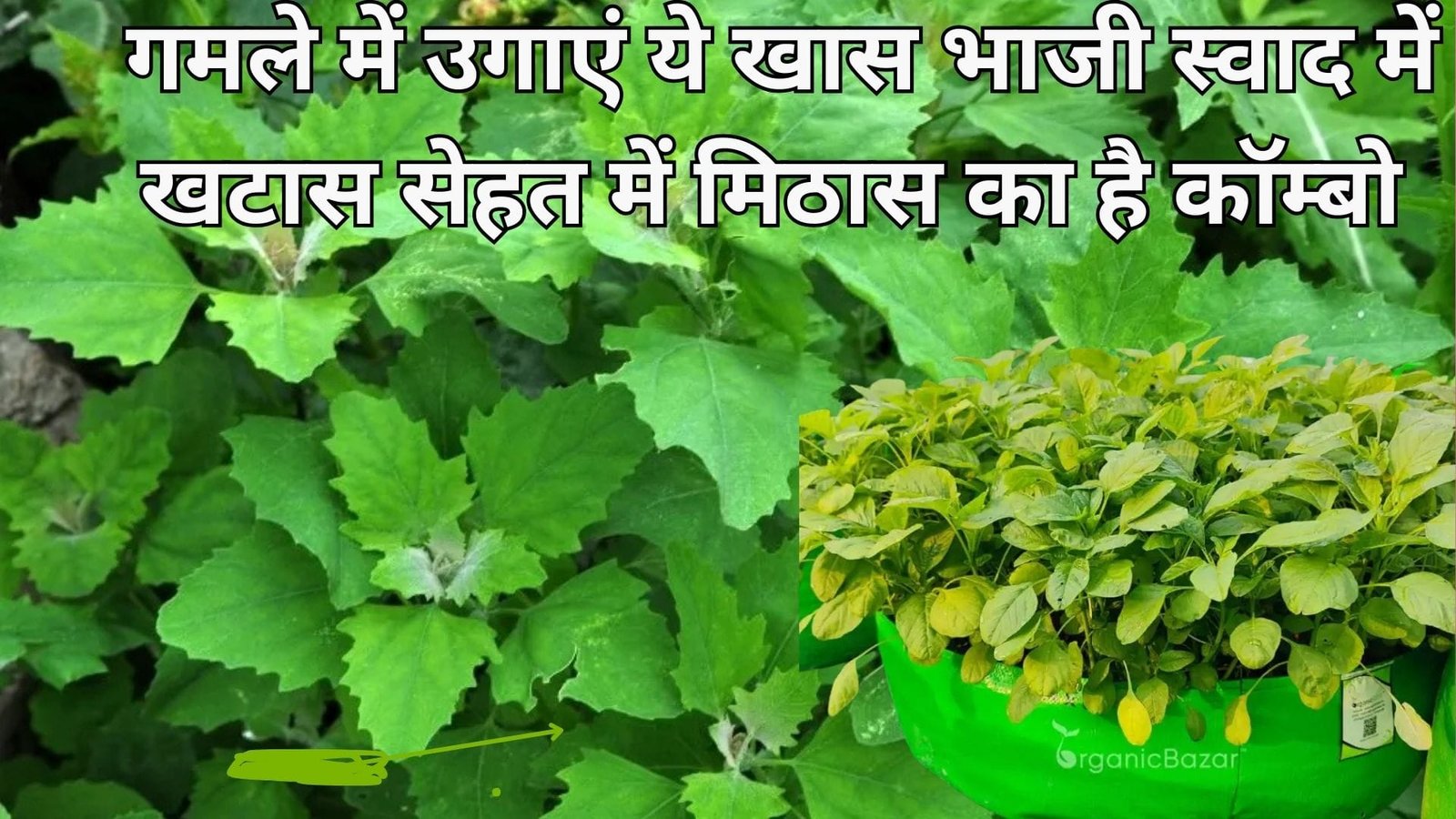 गमले में उगाएं ये खास भाजी, स्वाद में खटास सेहत में मिठास का है कॉम्बो सिर्फ 40 दिनों के अंदर होगी तैयार, जाने नाम