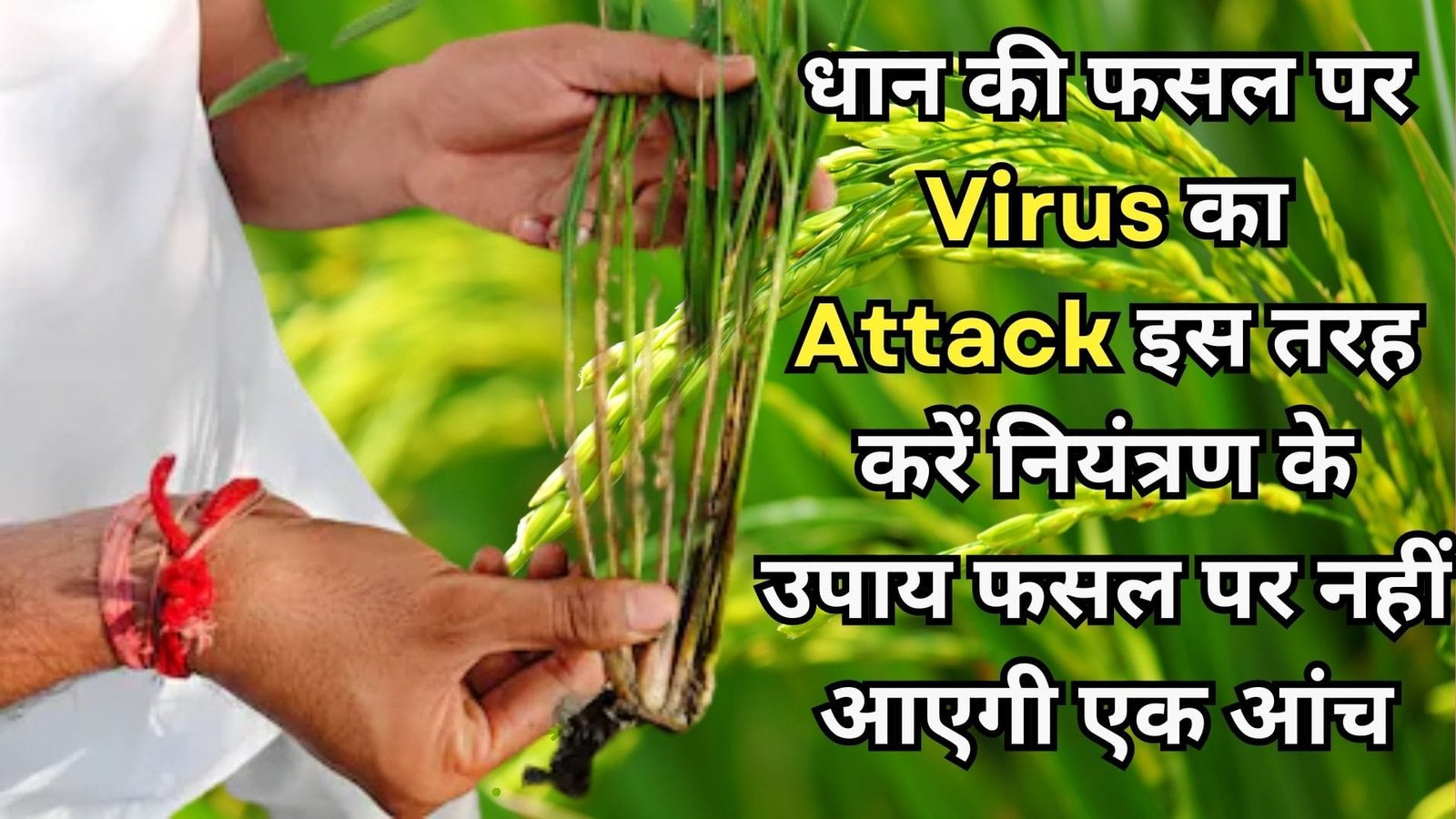 धान की फसल पर Virus का Attack, इस तरह करें नियंत्रण के उपाय फसल पर नहीं आएगी एक आंच, जाने सम्पूर्ण जानकारी