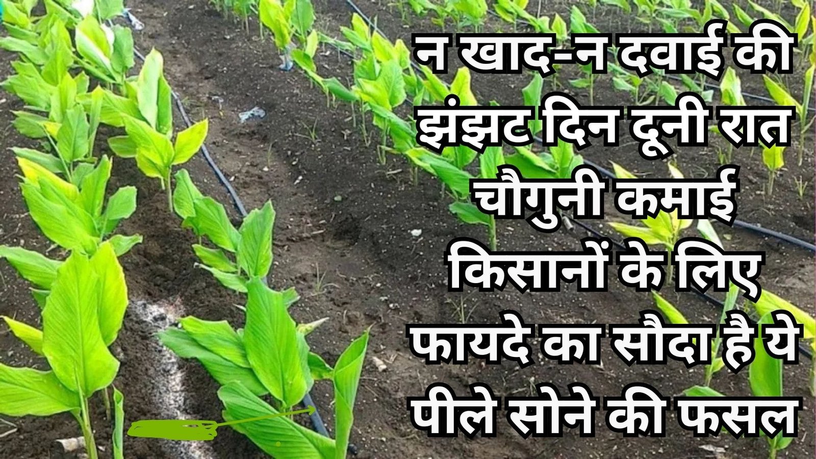 न खाद-न दवाई की झंझट बस दिन दूनी रात चौगुनी कमाई, किसानों के लिए फायदे का सौदा है ये पीले सोने की फसल