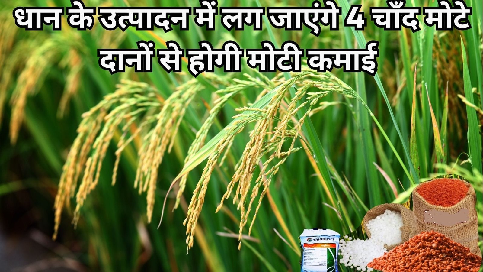 धान के उत्पादन में लग जाएंगे 4 चाँद, मोटे दानों से होगी मोटी कमाई, जाने धान की खेती में आखिरी खाद देना का सही समय