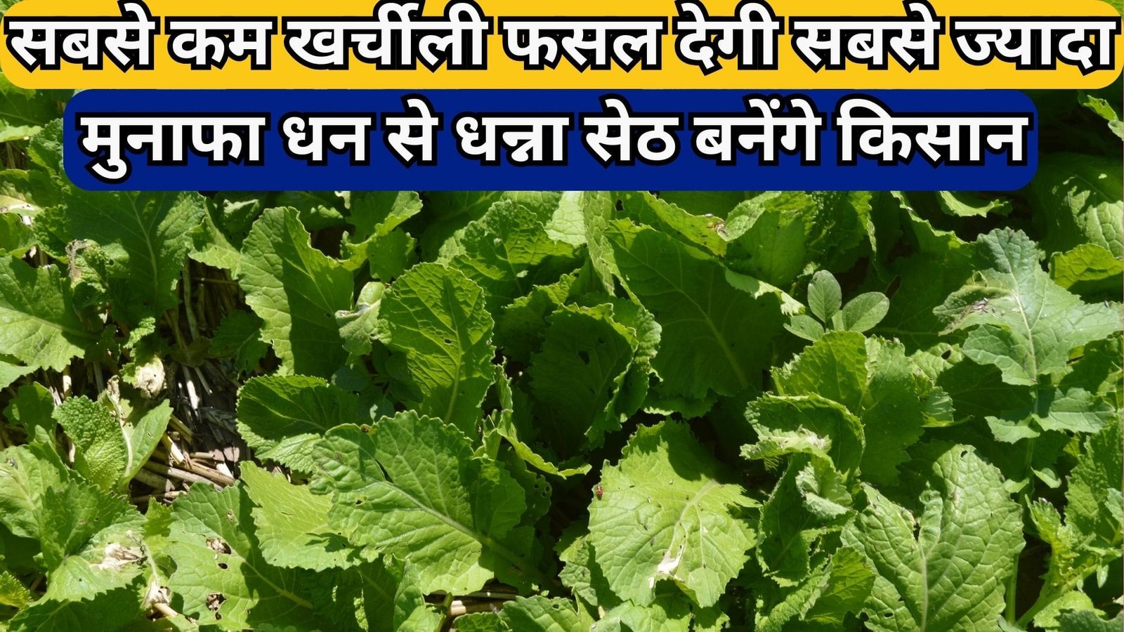 सबसे कम खर्चीली फसल देगी सबसे ज्यादा मुनाफा, धन से धन्ना सेठ बनेंगे किसान उत्पादन से भर जाएंगे गोदाम, जाने नाम