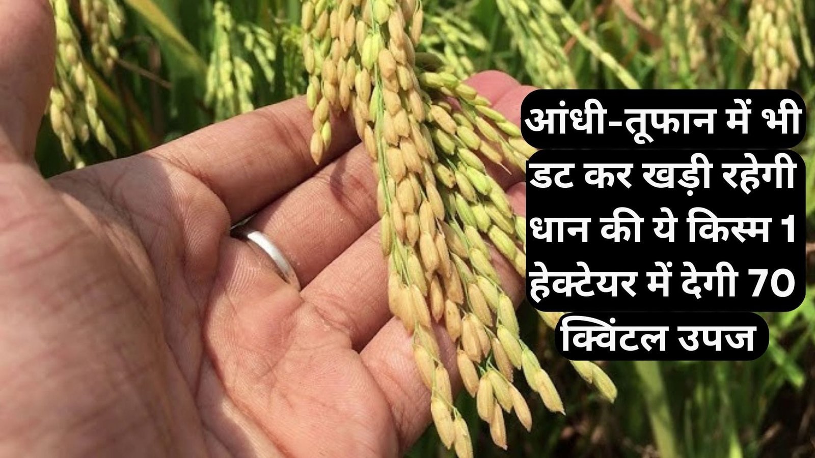 आंधी-तूफान में भी डट कर खड़ी रहेगी धान की ये किस्म, हवादार परिस्थितियों को कर सकती है सहन 1 हेक्टेयर में देगी 70 क्विंटल उपज