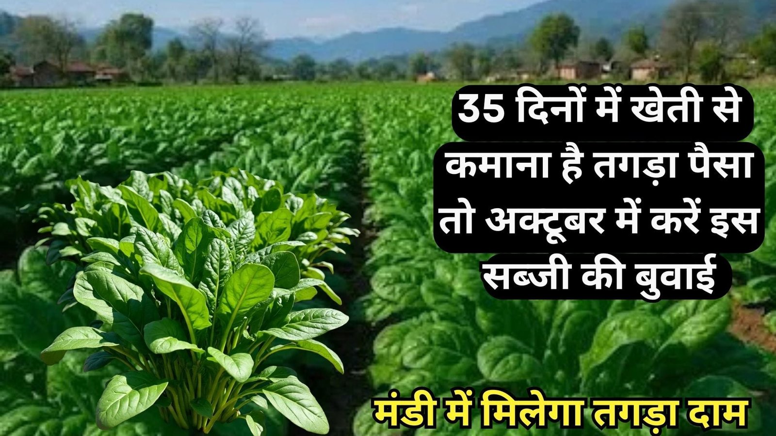 35 दिनों  में खेती से कमाना है तगड़ा पैसा तो अक्टूबर में करें इस सब्जी की बुवाई मंडी में मिलेगा तगड़ा दाम, जाने नाम