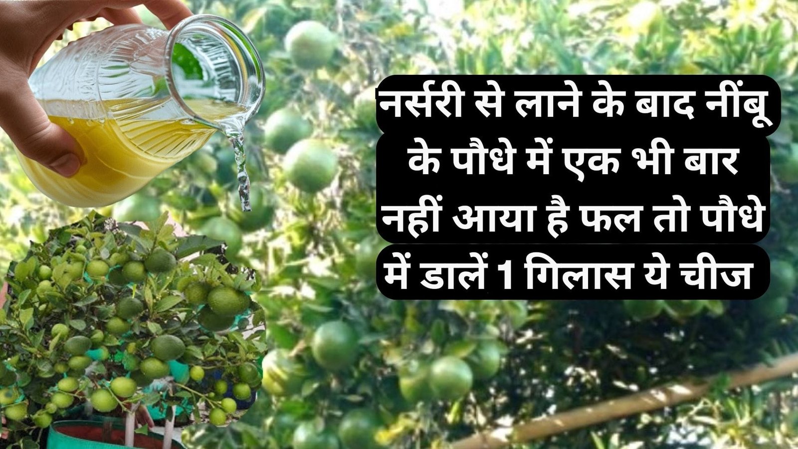 नर्सरी से लाने के बाद नींबू के पौधे में एक भी बार नहीं आया है फल, तो पौधे में डालें 1 गिलास ये चीज रसीले फलों से लद जाएगा पौधा, जाने डिटेल