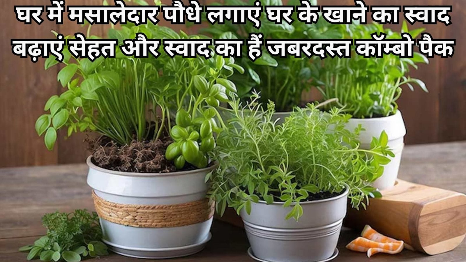 Kitchen Gardening Tips: घर में मसालेदार पौधे लगाएं घर के खाने का स्वाद बढ़ाएं, सेहत और स्वाद का हैं जबरदस्त कॉम्बो पैक, जाने नाम