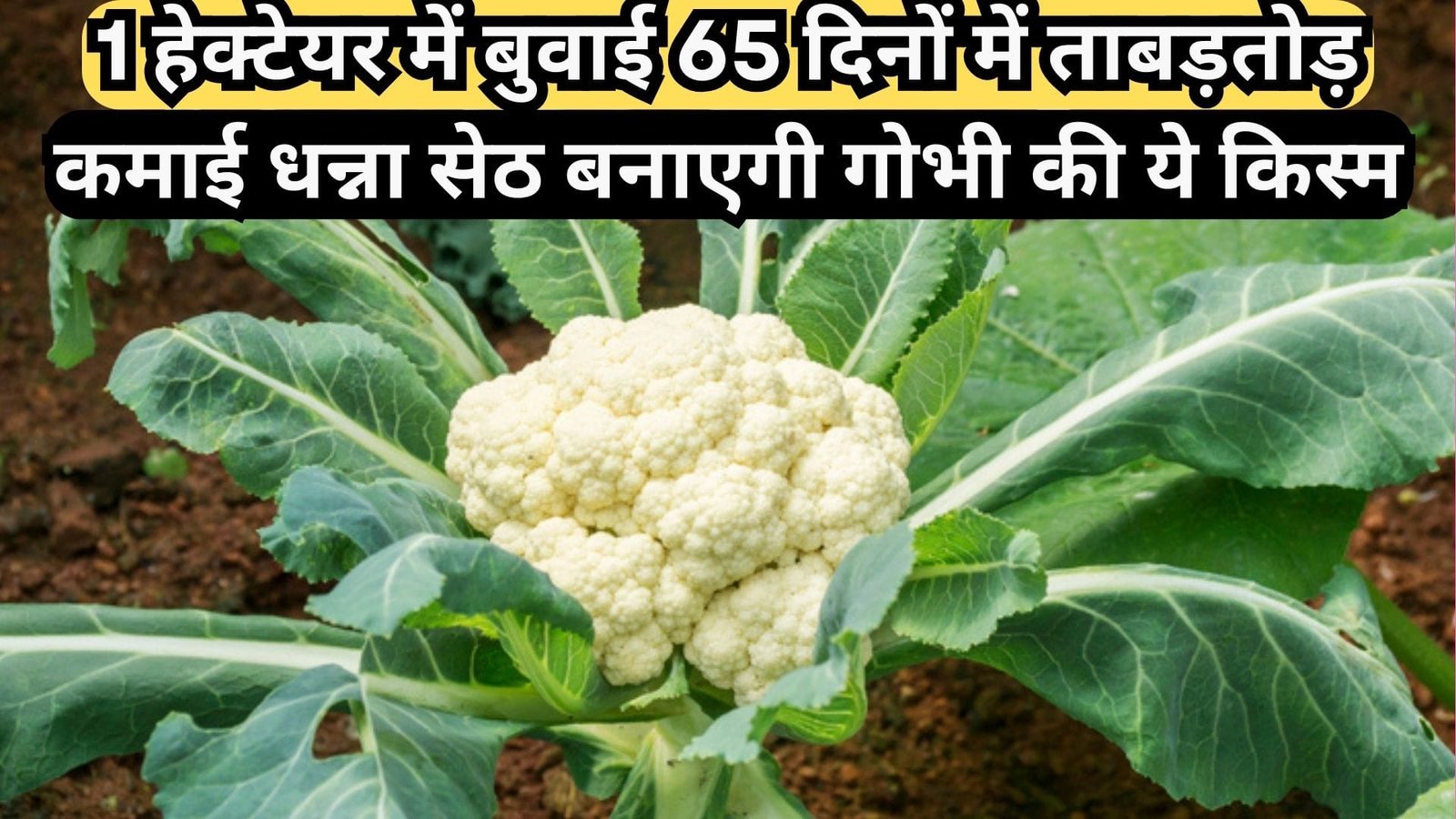 1 हेक्टेयर में बुवाई 65 दिनों में ताबड़तोड़ कमाई, धन्ना सेठ बनाएगी गोभी की ये किस्म मंडी में पाएगी तगड़ा दाम, चुने सही बीज