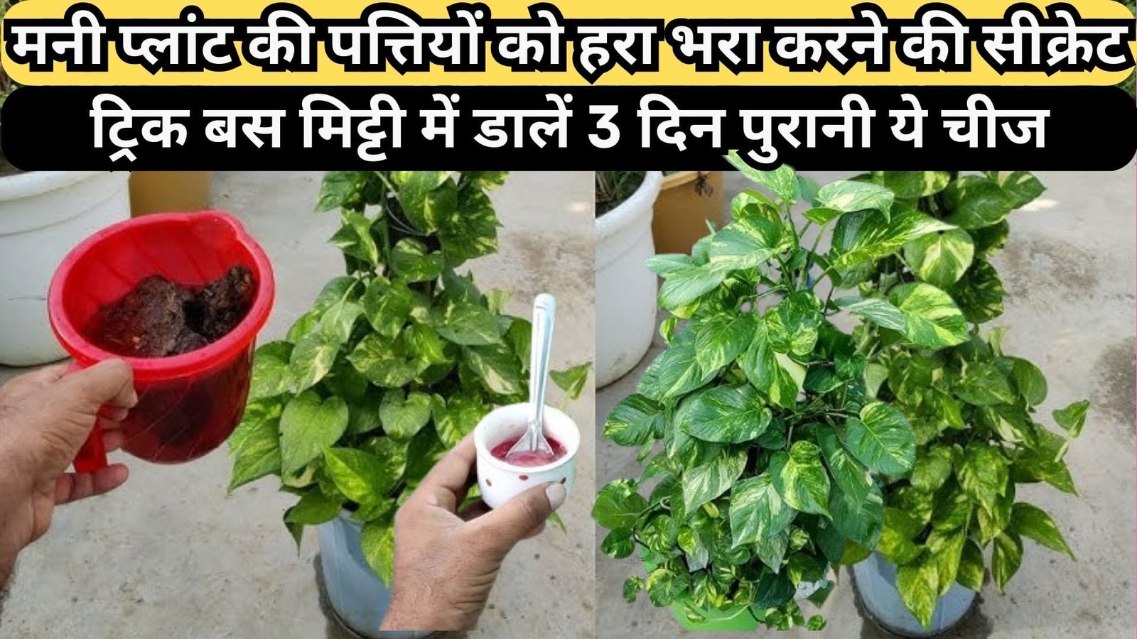 मनी प्लांट की पत्तियों को हरा भरा करने की सीक्रेट ट्रिक, बस मिट्टी में डालें 3 दिन पुरानी ये चीज रॉकेट की तरह बढ़ेगी बेल, जाने नाम