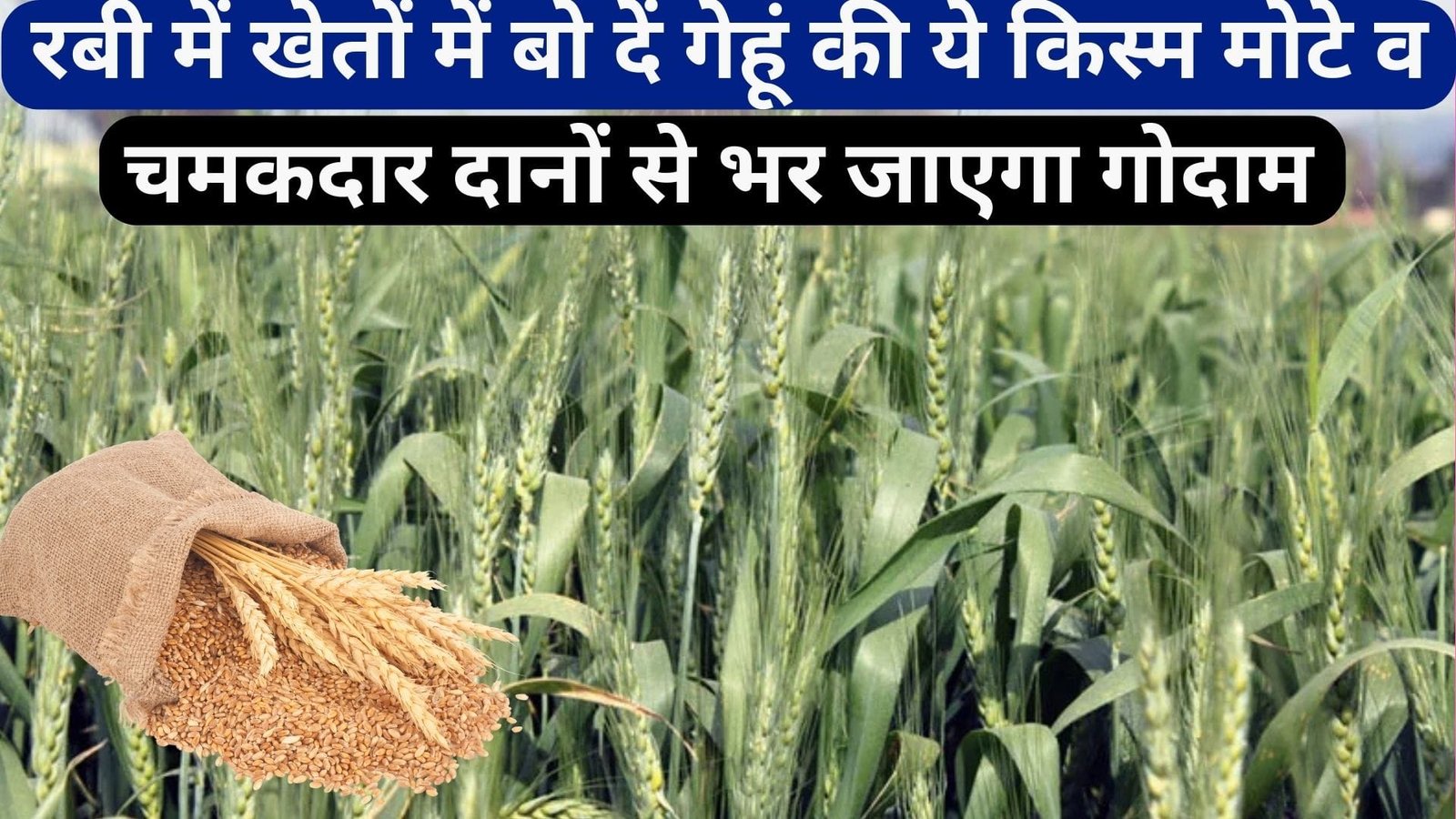 रबी में खेतों में बो दें गेहूं की ये किस्म, मोटे व चमकदार दानों से भर जाएगा गोदाम मात्र 2 सिंचाई में होगी तैयार, जाने नाम