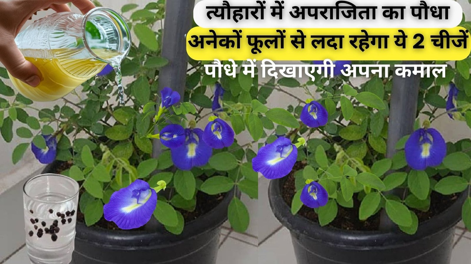 त्यौहारों में अपराजिता का पौधा अनगिनत फूलों से लदा रहेगा, ये 2 चीजें पौधे में दिखाएगी अपना कमाल माली भी देखकर हो जायेगा हैरान