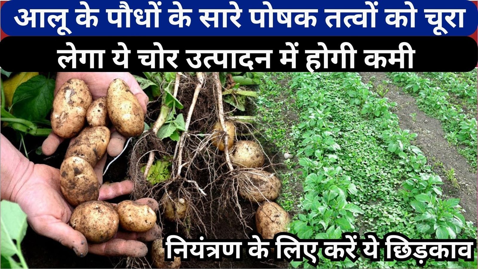 Agriculture tips: आलू के पौधों के सारे पोषक तत्वों को चूरा लेगा ये चोर, उत्पादन में होगी कमी, नियंत्रण के लिए करें ये छिड़काव