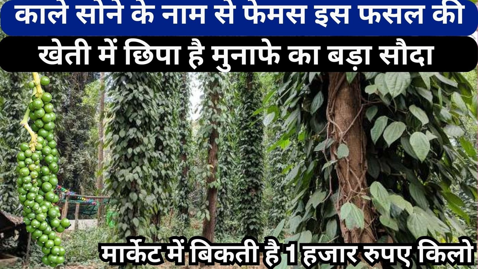 काले सोने के नाम से फेमस इस फसल की खेती में छिपा है मुनाफे का बड़ा सौदा, मार्केट में बिकती है 1 हजार रुपए किलो, जाने नाम