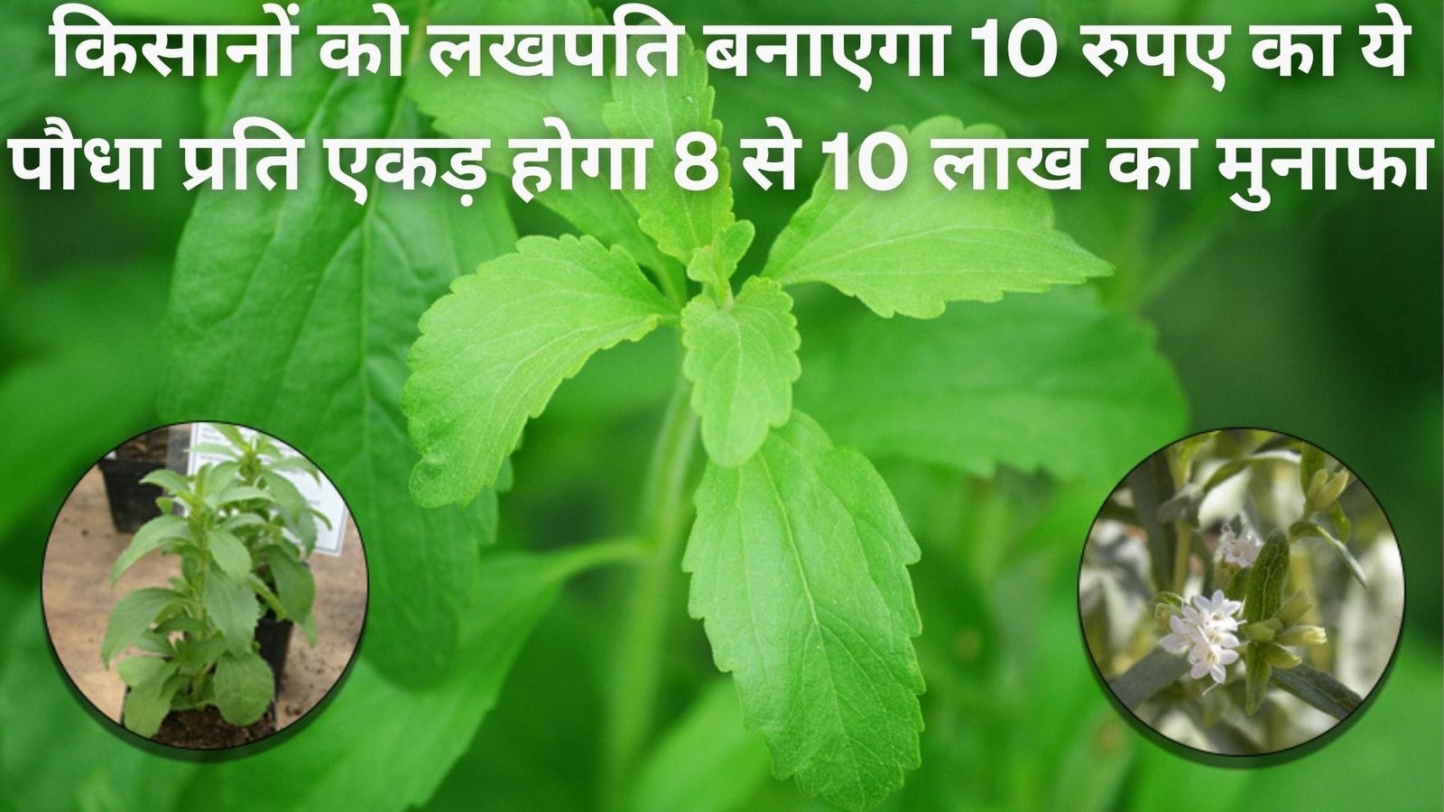 किसानों को लखपति बनाएगा 10 रुपए का ये पौधा, मार्किट में है खूब मांग प्रति एकड़ 8 से 10 लाख का होगा मुनाफा, जाने नाम