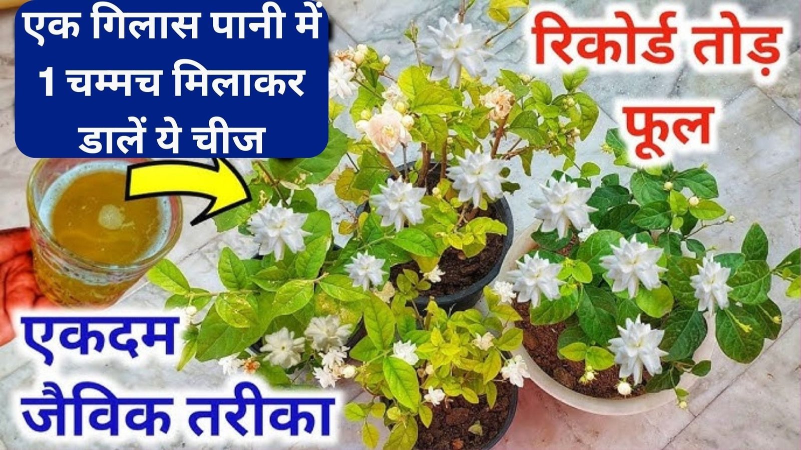 मोगरा के पौधे में होगी डबल फ्लॉवरिंग, एक गिलास पानी में 1 चम्मच मिलाकर डालें ये चीज माली ने बताया पौधे से फूल लेने का राज