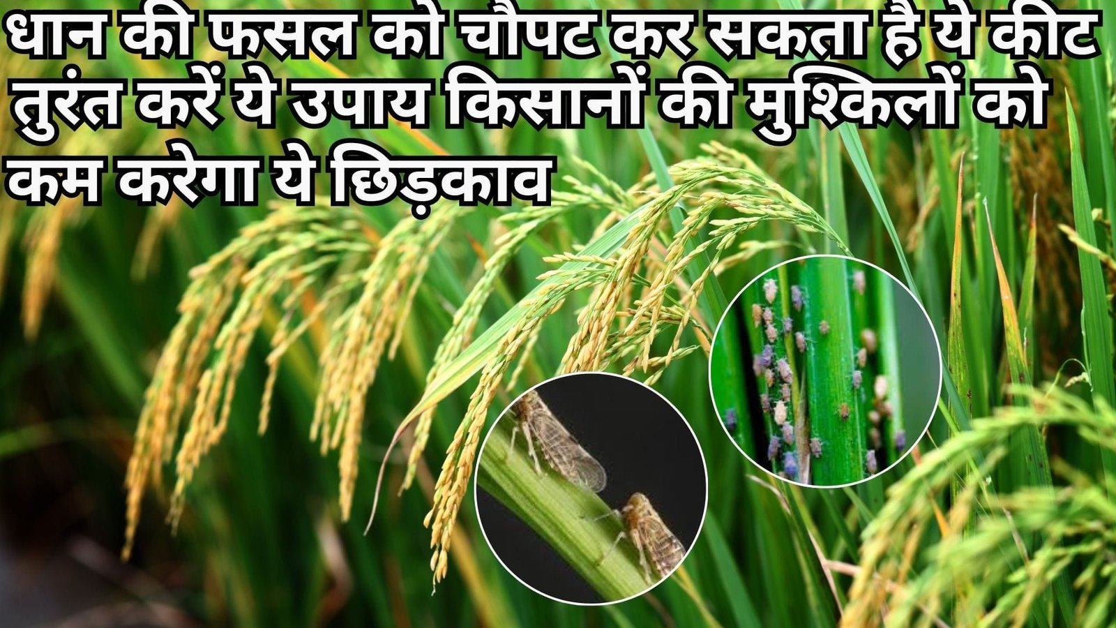 Agriculture tips: धान की फसल को चौपट कर सकता है ये कीट, धान किसानों की मुश्किलों को कम करेगा ये छिड़काव, टिप्स