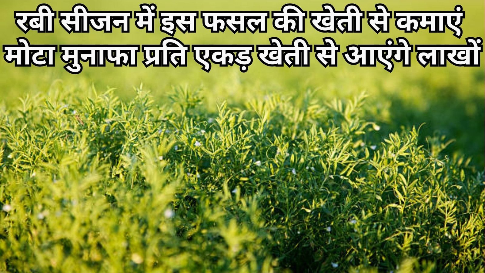 रबी सीजन में इस फसल की खेती से कमाएं मोटा मुनाफा, प्रति एकड़ खेती से आएंगे लाखों, जाने बुआई से कटाई की सम्पूर्ण जानकरी