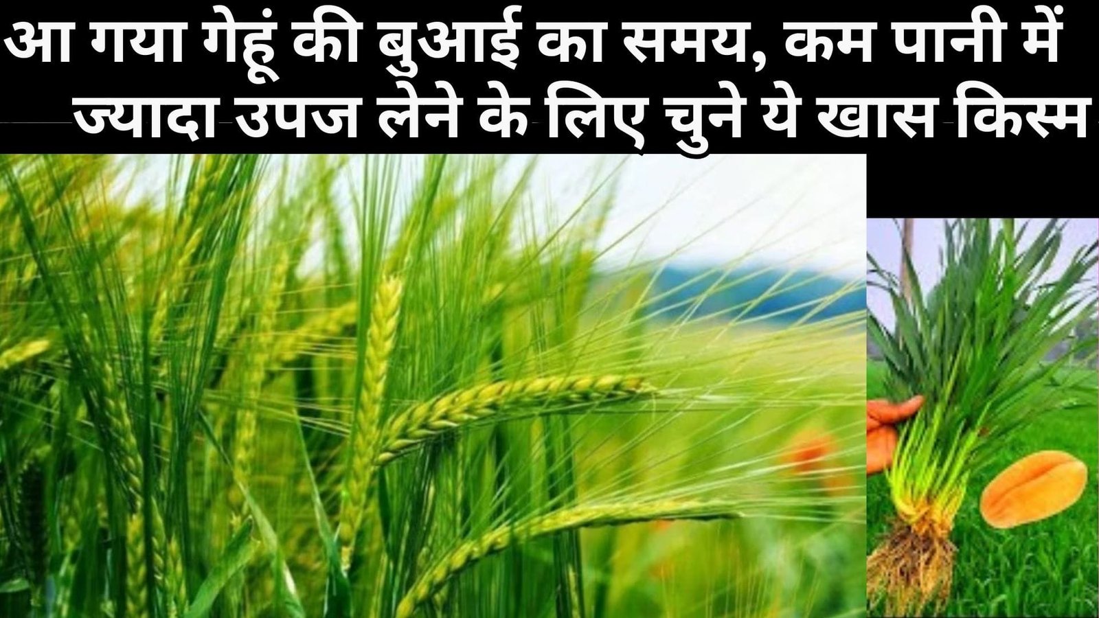आ गया गेहूं की बुआई का समय, कम पानी में ज्यादा उपज लेने के लिए चुने ये खास किस्म छप्परफाड़ उत्पादन से भरेंगे गोदाम, जाने नाम