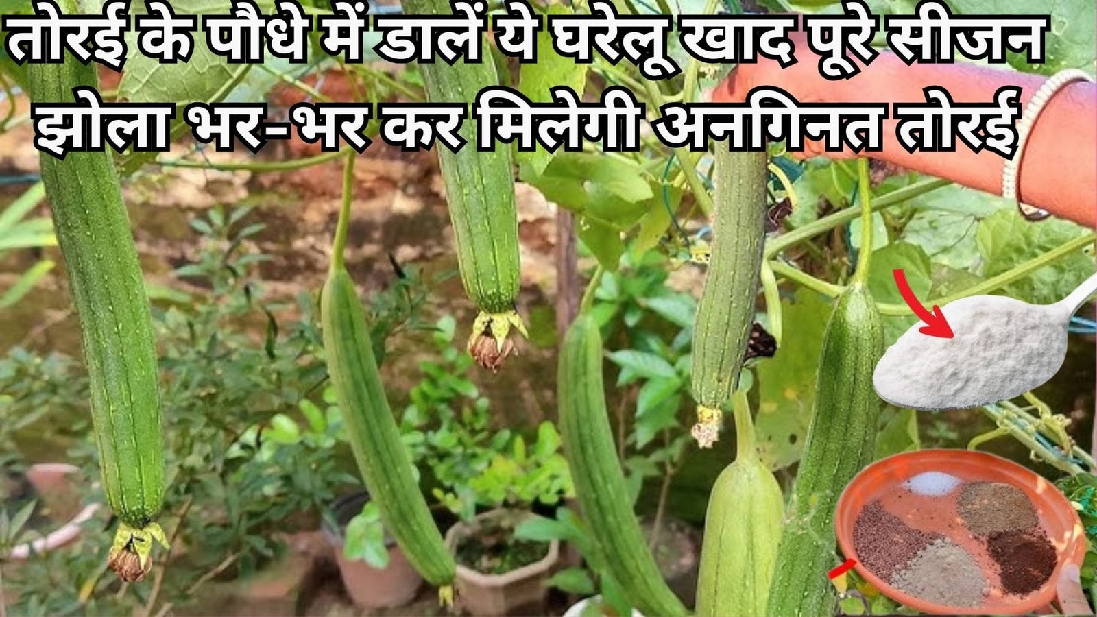 तोरई के पौधे में डालें ये घरेलू खाद, पूरे सीजन झोला भर-भर कर मिलेगी अनगिनत तोरई, बस फॉलो करें ये टिप्स