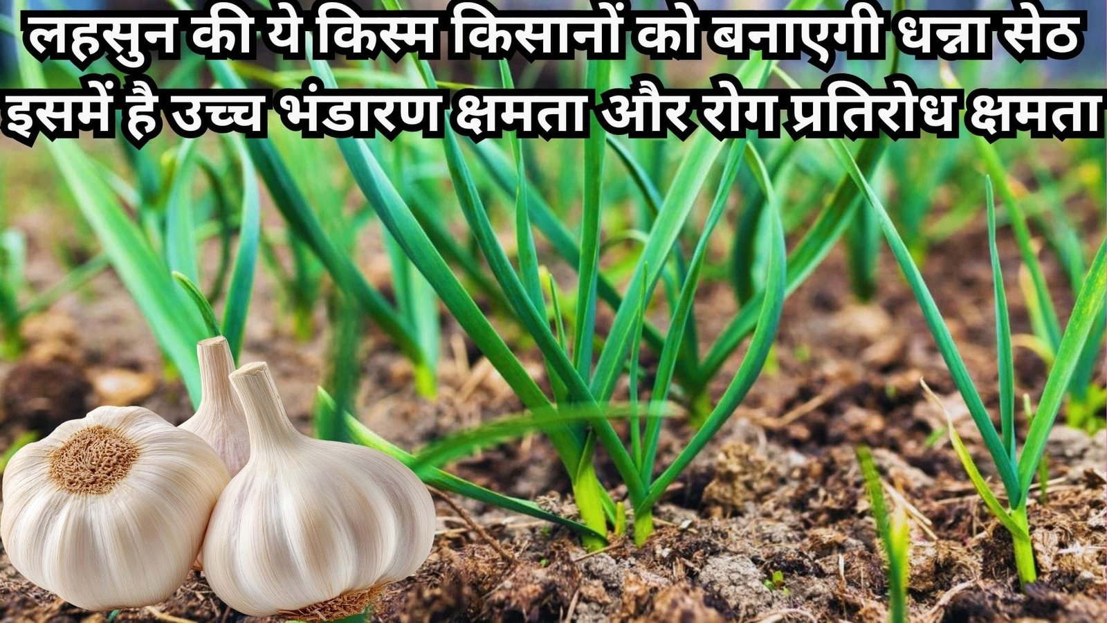 लहसुन की ये किस्म किसानों को बनाएगी धन्ना सेठ, इसमें है उच्च भंडारण क्षमता और रोग प्रतिरोध क्षमता, जानिए प्रॉफिट का मंत्र